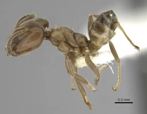 Azteca nigricans - JTLC000009529