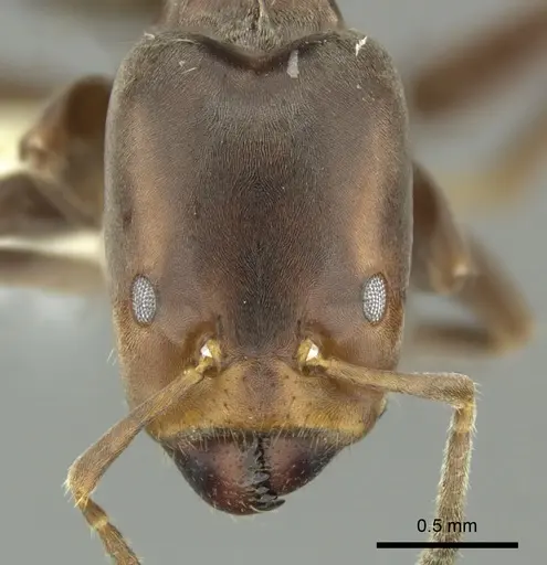 Azteca oecocordia specimen