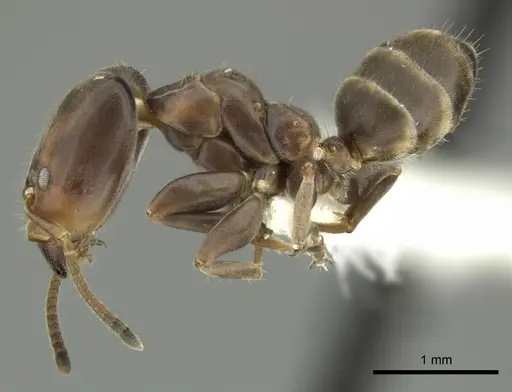 Azteca oecocordia specimen