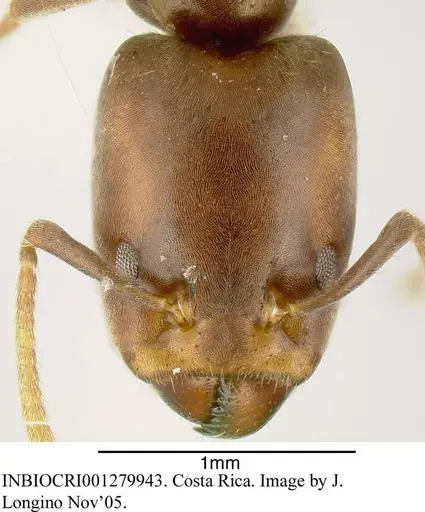 Azteca oecocordia - INBIOCRI001279943