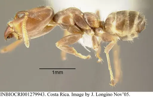 Azteca oecocordia - INBIOCRI001279943