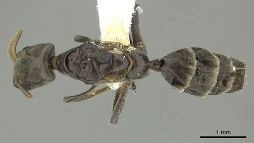 Azteca oecocordia - INBIOCRI001279956