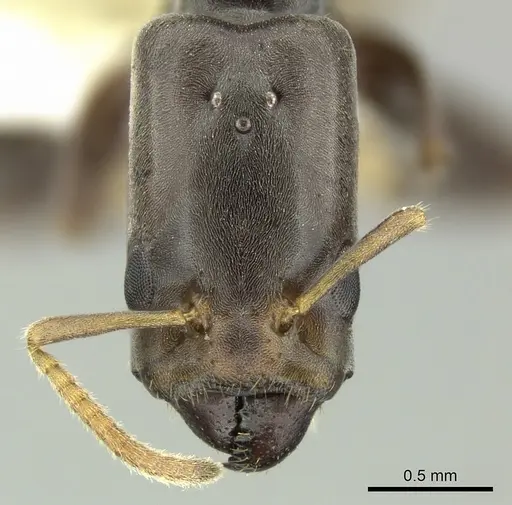 Azteca oecocordia - INBIOCRI001279956