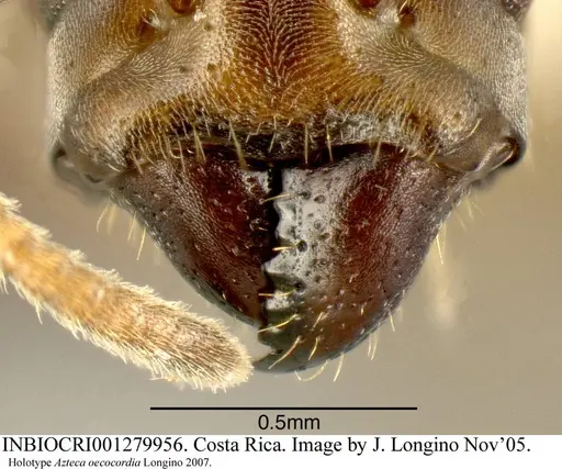 Azteca oecocordia - INBIOCRI001279956