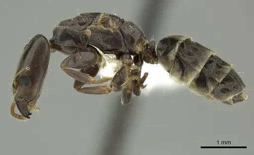 Azteca oecocordia - INBIOCRI001279956