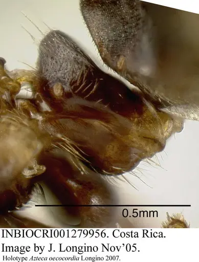 Azteca oecocordia - INBIOCRI001279956