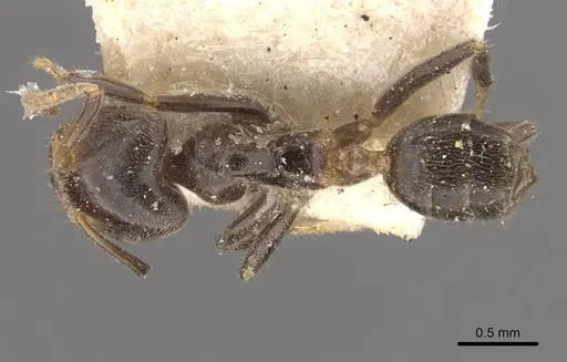 Azteca olitrix specimen