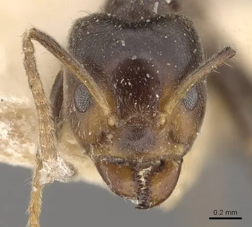 Azteca olitrix specimen