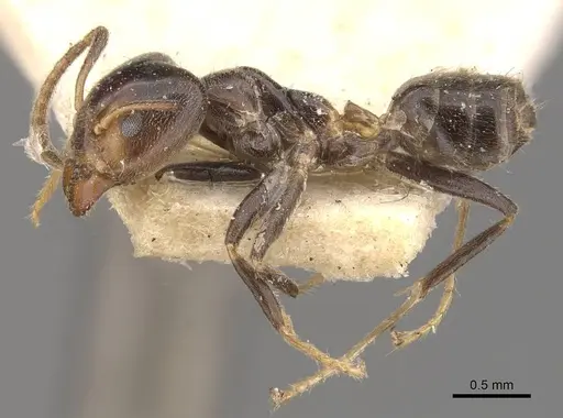 Azteca olitrix specimen