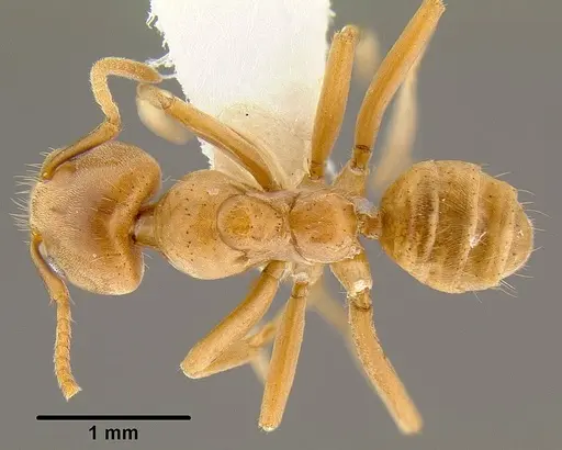 Azteca ovaticeps specimen