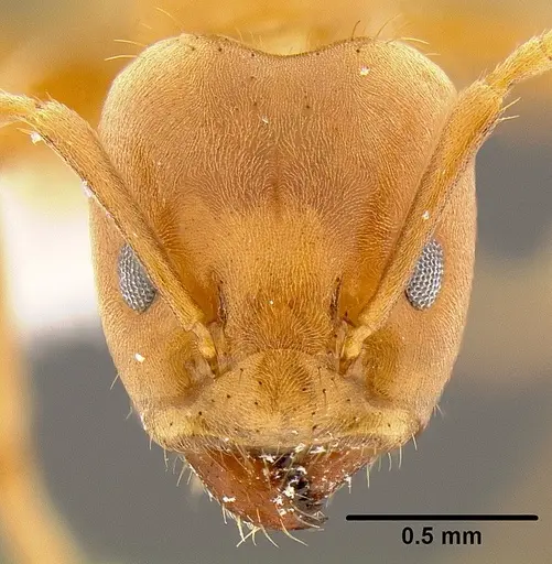 Azteca ovaticeps specimen