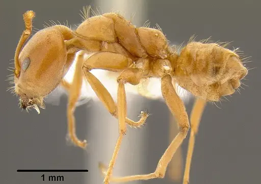 Azteca ovaticeps specimen