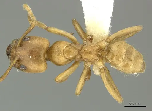 Azteca ovaticeps - CASENT0619167