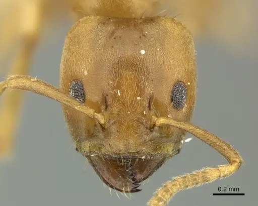 Azteca ovaticeps - CASENT0619167