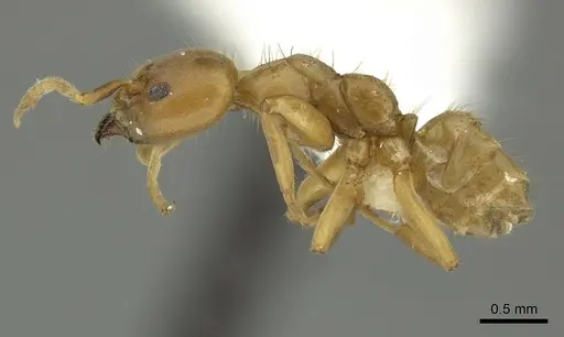 Azteca ovaticeps - CASENT0619167