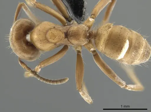 Azteca ovaticeps - CASENT0649880