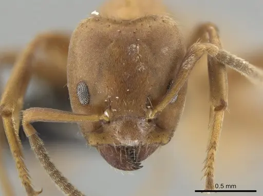 Azteca ovaticeps - CASENT0649880