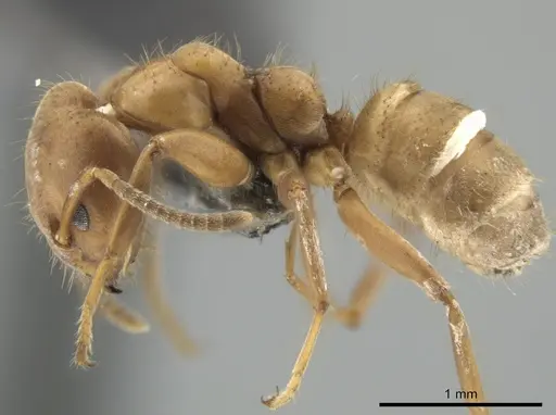 Azteca ovaticeps - CASENT0649880