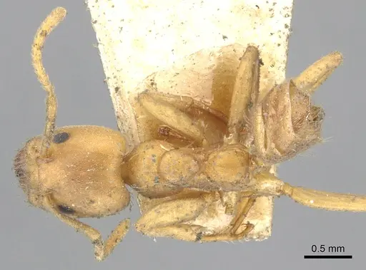 Azteca ovaticeps - CASENT0903004