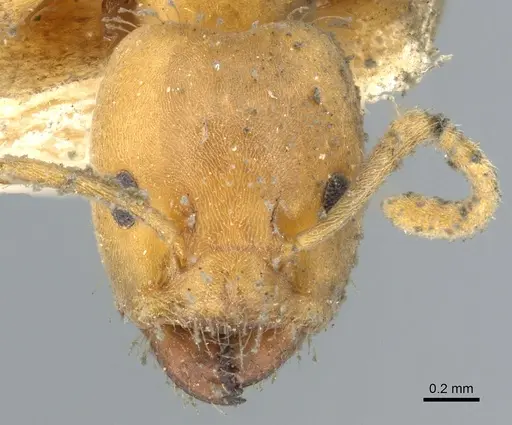 Azteca ovaticeps - CASENT0903004