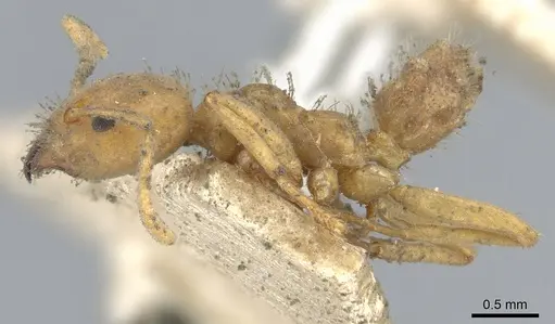 Azteca ovaticeps - CASENT0903004