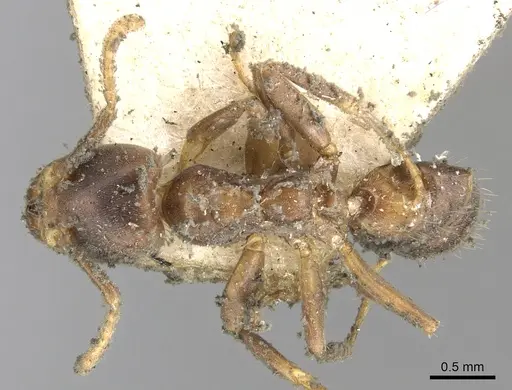 Azteca ovaticeps - CASENT0903005