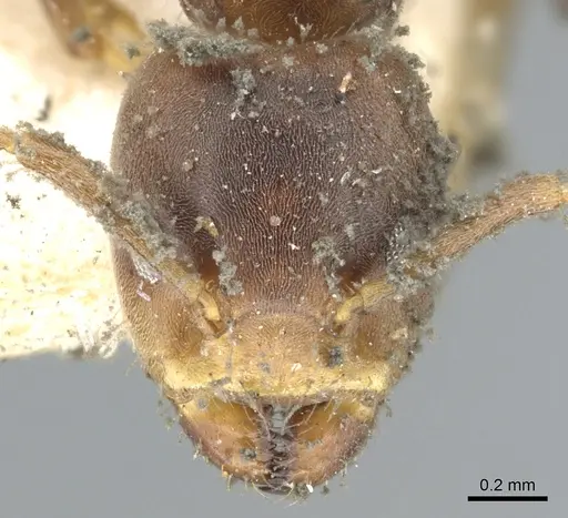 Azteca ovaticeps - CASENT0903005