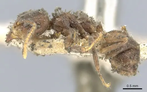 Azteca ovaticeps - CASENT0903005