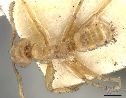 Azteca ovaticeps - CASENT0903006