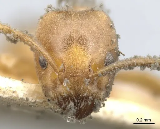 Azteca ovaticeps - CASENT0903006