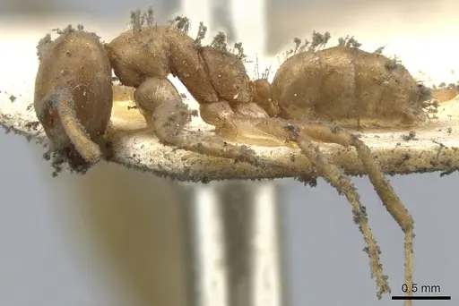 Azteca ovaticeps - CASENT0903006