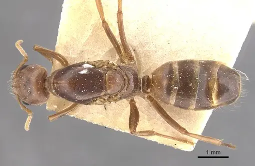 Azteca ovaticeps - CASENT0909583