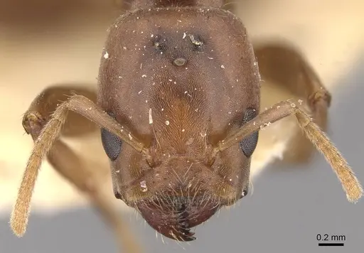 Azteca ovaticeps - CASENT0909583