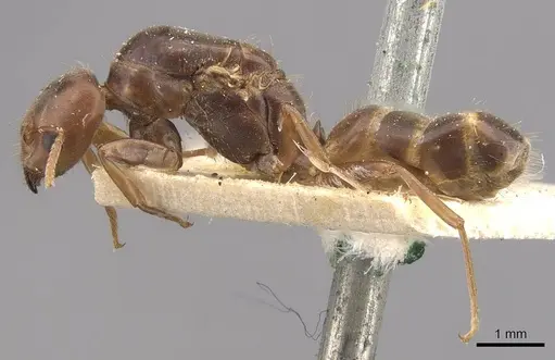 Azteca ovaticeps - CASENT0909583