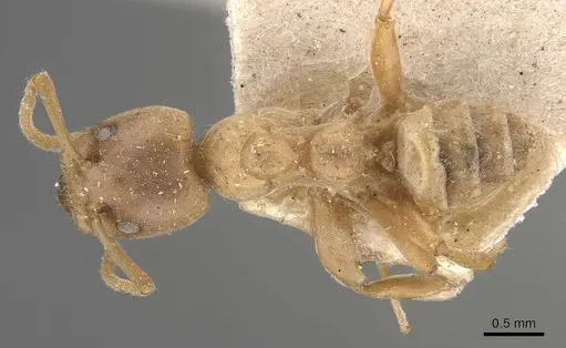 Azteca ovaticeps - CASENT0909584