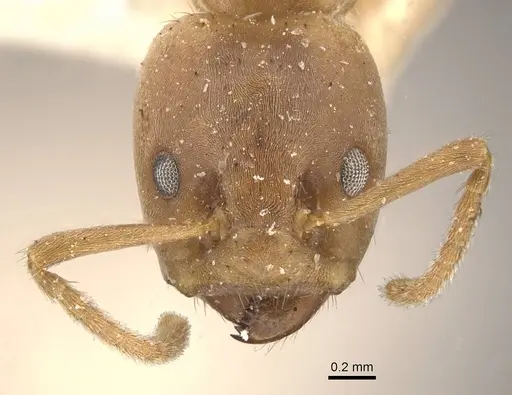 Azteca ovaticeps - CASENT0909584