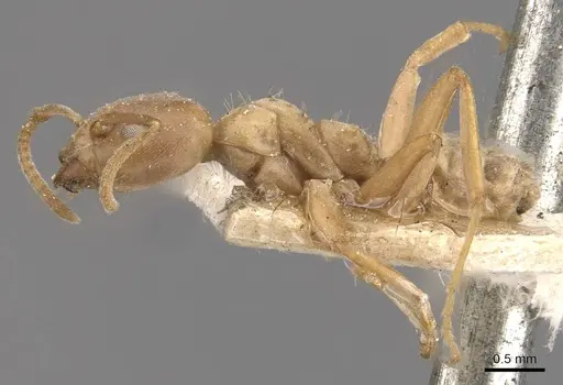 Azteca ovaticeps - CASENT0909584