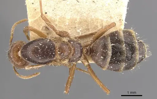 Azteca ovaticeps - CASENT0909590