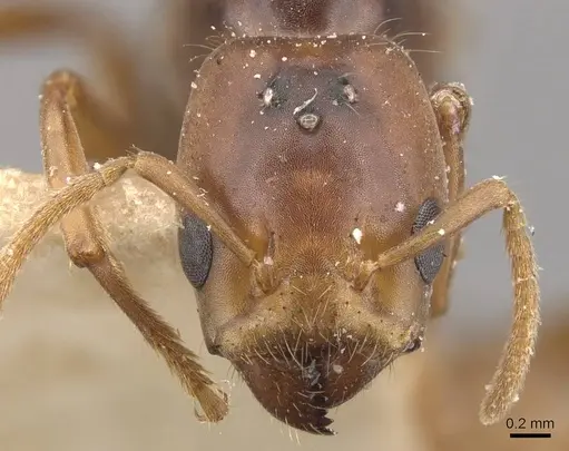 Azteca ovaticeps - CASENT0909590