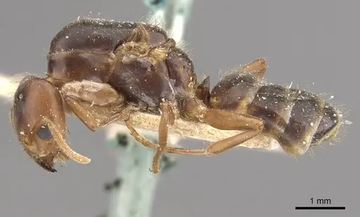 Azteca ovaticeps - CASENT0909590