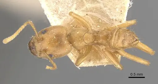 Azteca ovaticeps - CASENT0909591