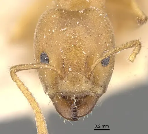 Azteca ovaticeps - CASENT0909591