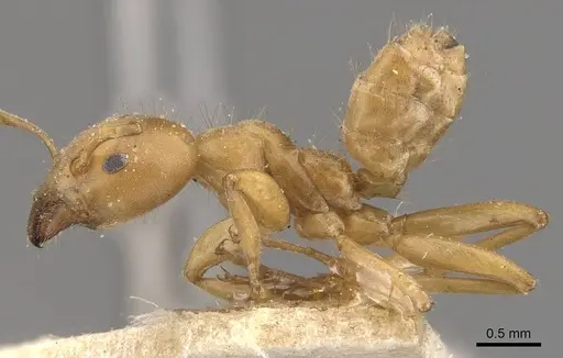 Azteca ovaticeps - CASENT0909591