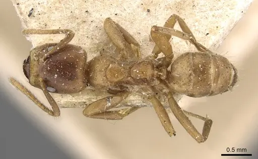 Azteca ovaticeps - CASENT0909595