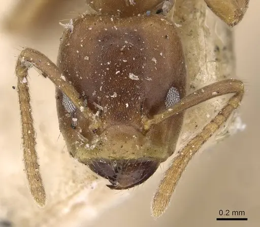 Azteca ovaticeps - CASENT0909595