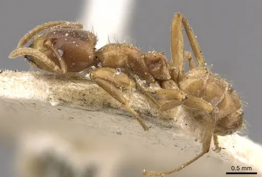 Azteca ovaticeps - CASENT0909595