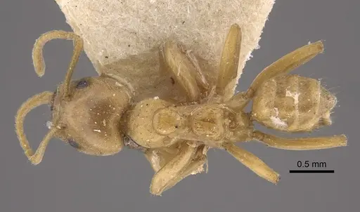 Azteca ovaticeps - CASENT0917846