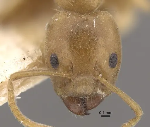 Azteca ovaticeps - CASENT0917846