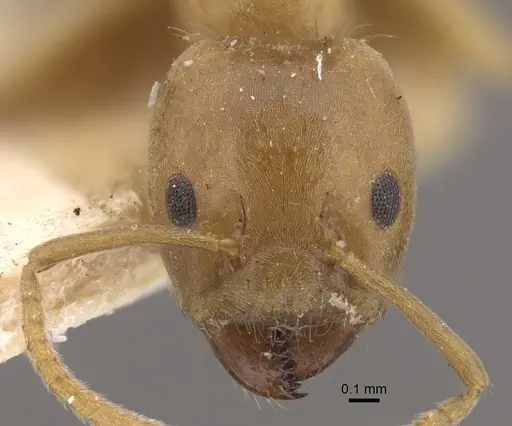 Azteca ovaticeps - CASENT0917846