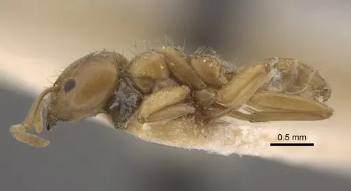 Azteca ovaticeps - CASENT0917846